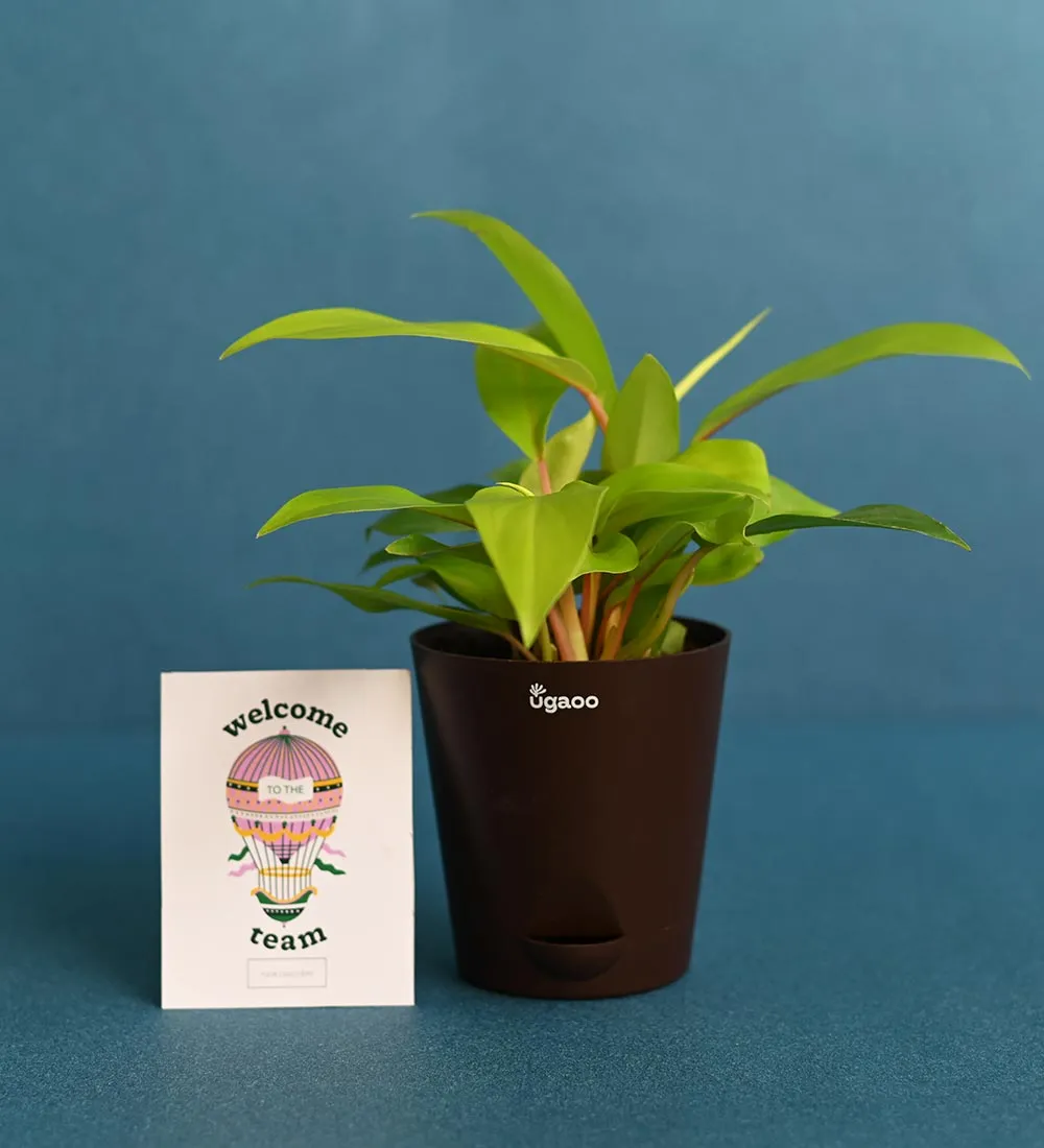 New Year Eco - Friendly Delight