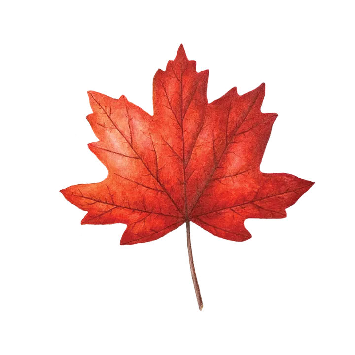 Tattly Pairs Maple Leaf Tattoo